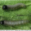 carch alceae larva3 volg1